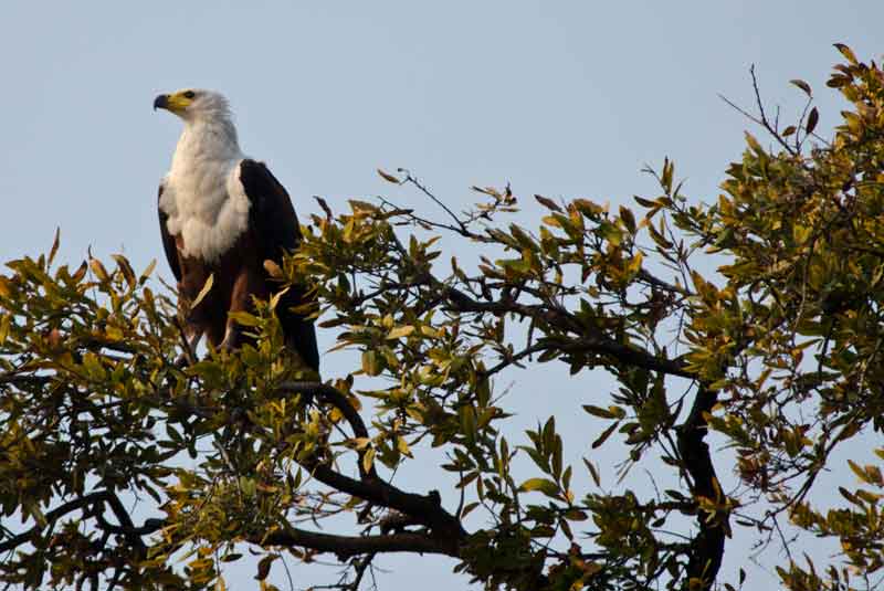 127 - Botswana - aguila pescadora - parque nacional de Chobe